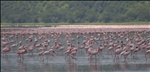 Flamingos on Lake Nakuru, Lake Nakuru National Park, Kenya